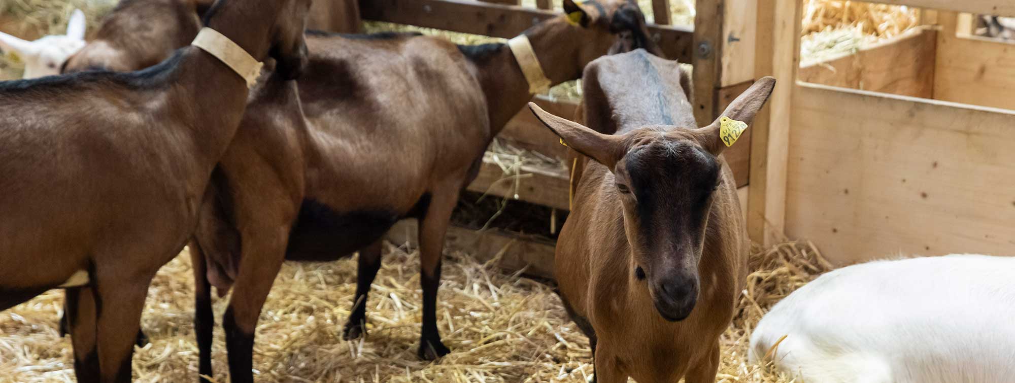 Chevres dans leur enclos