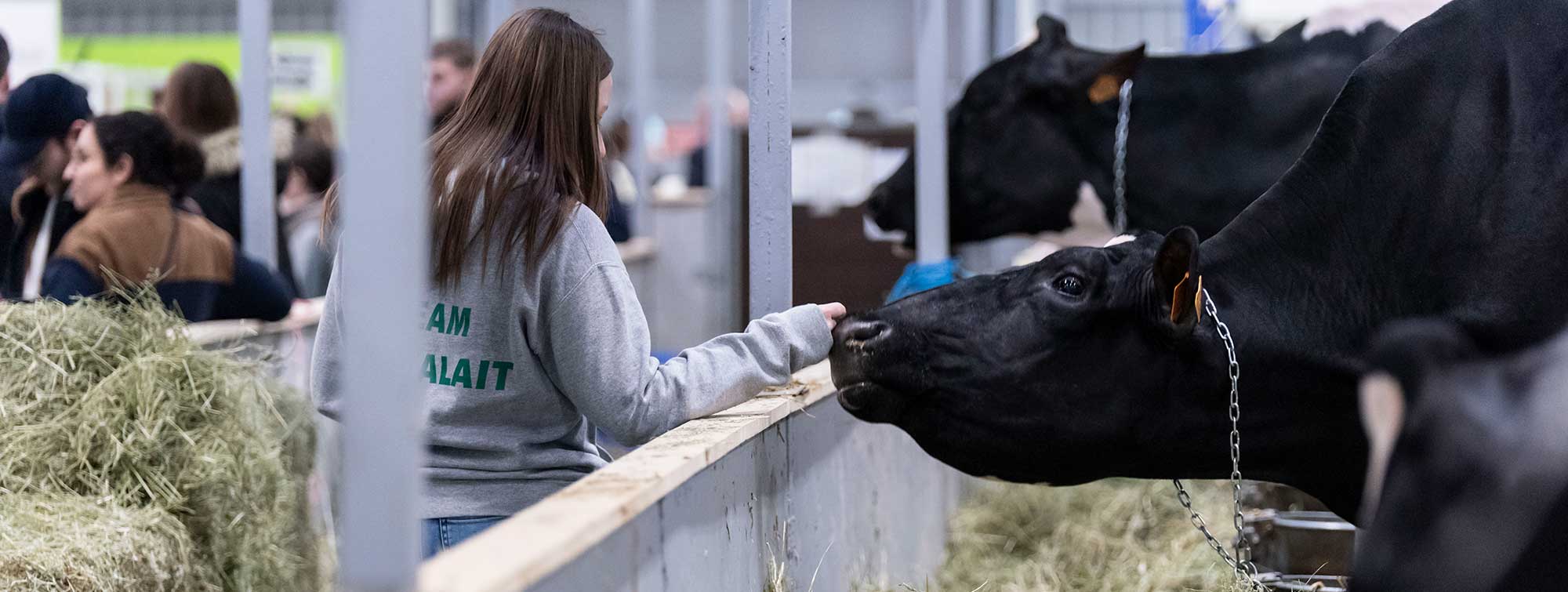 Femme caresse une vache