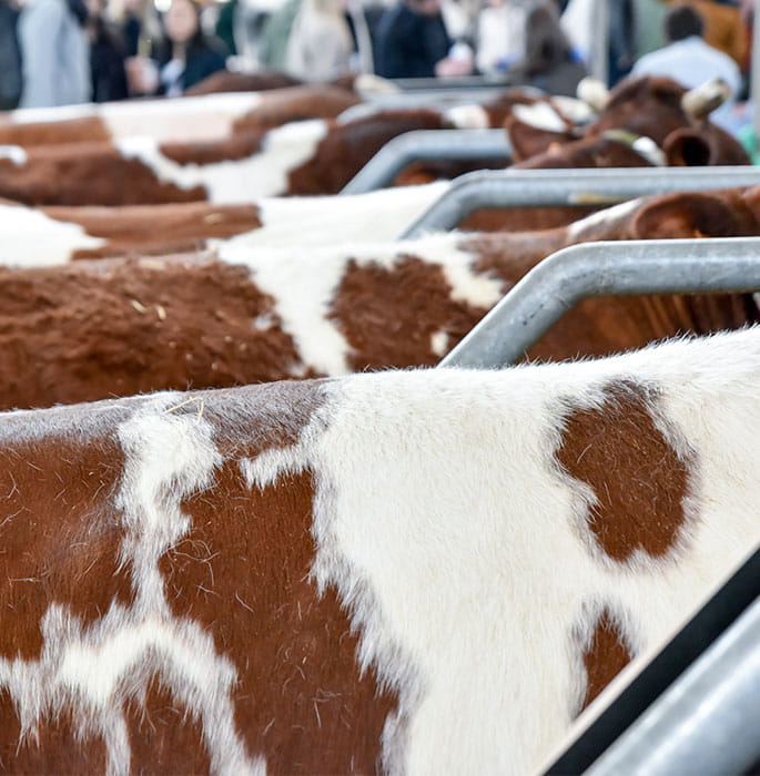 Zoom sur le pelages des vaches